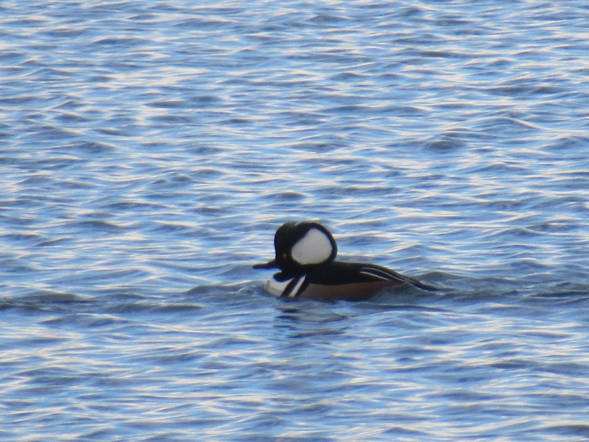 Hooded Merganser - ML403905011