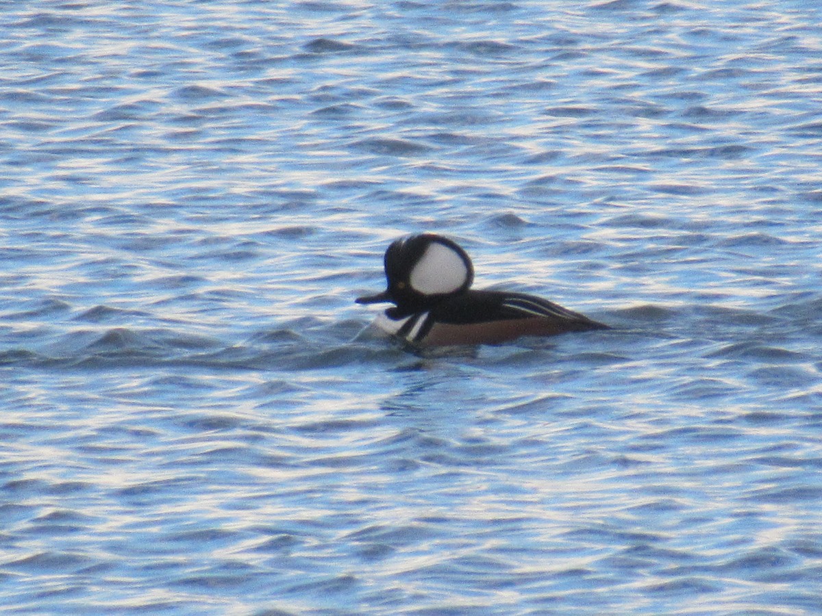 Hooded Merganser - Felice  Lyons