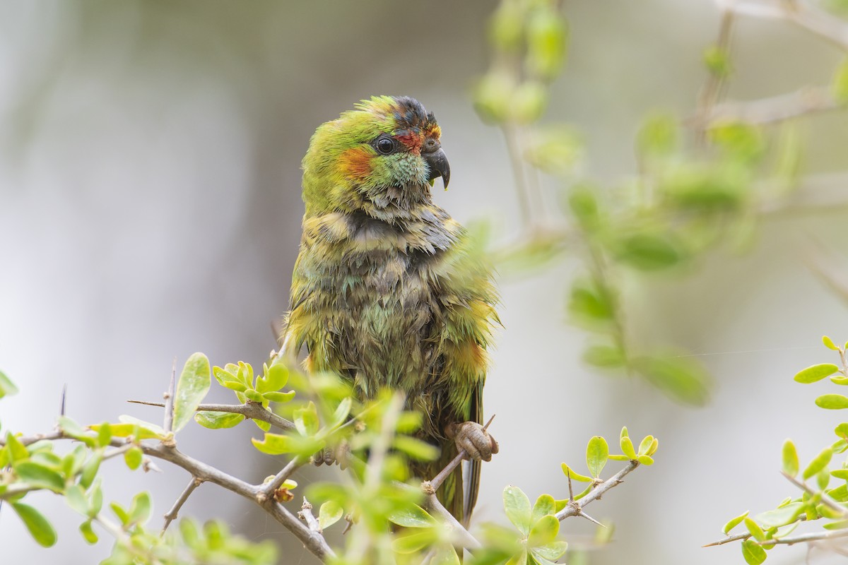 Purple-crowned Lorikeet - Jennifer  & Kevin