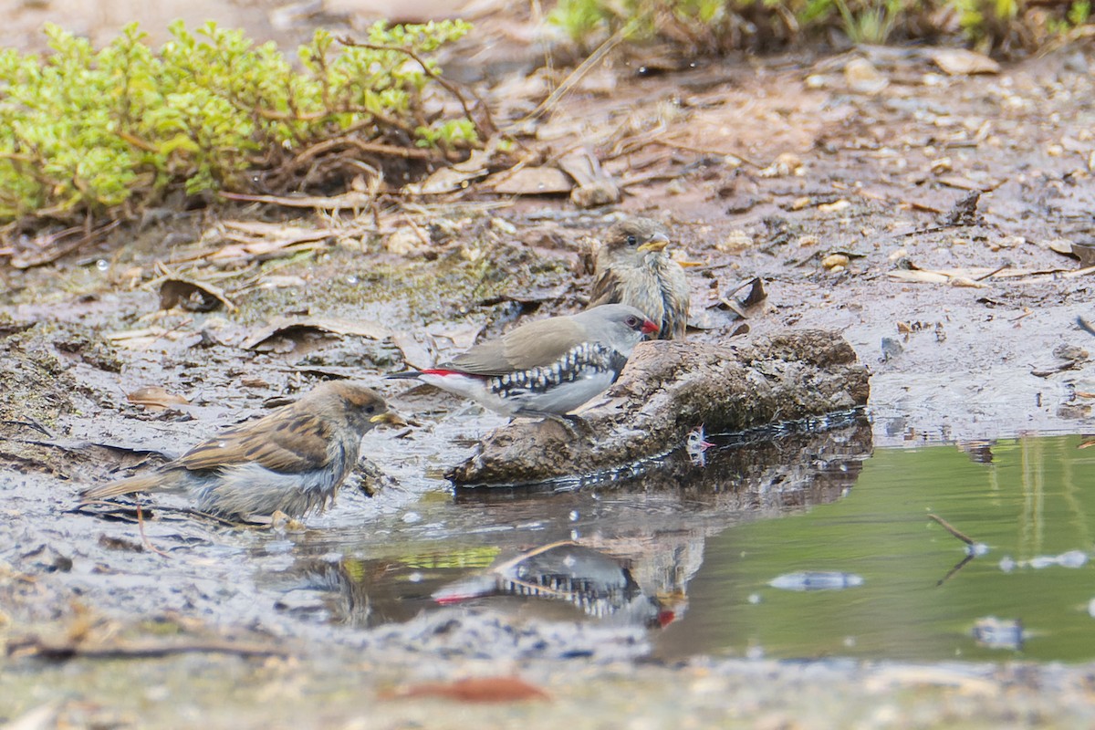 Diamond Firetail - ML403907131