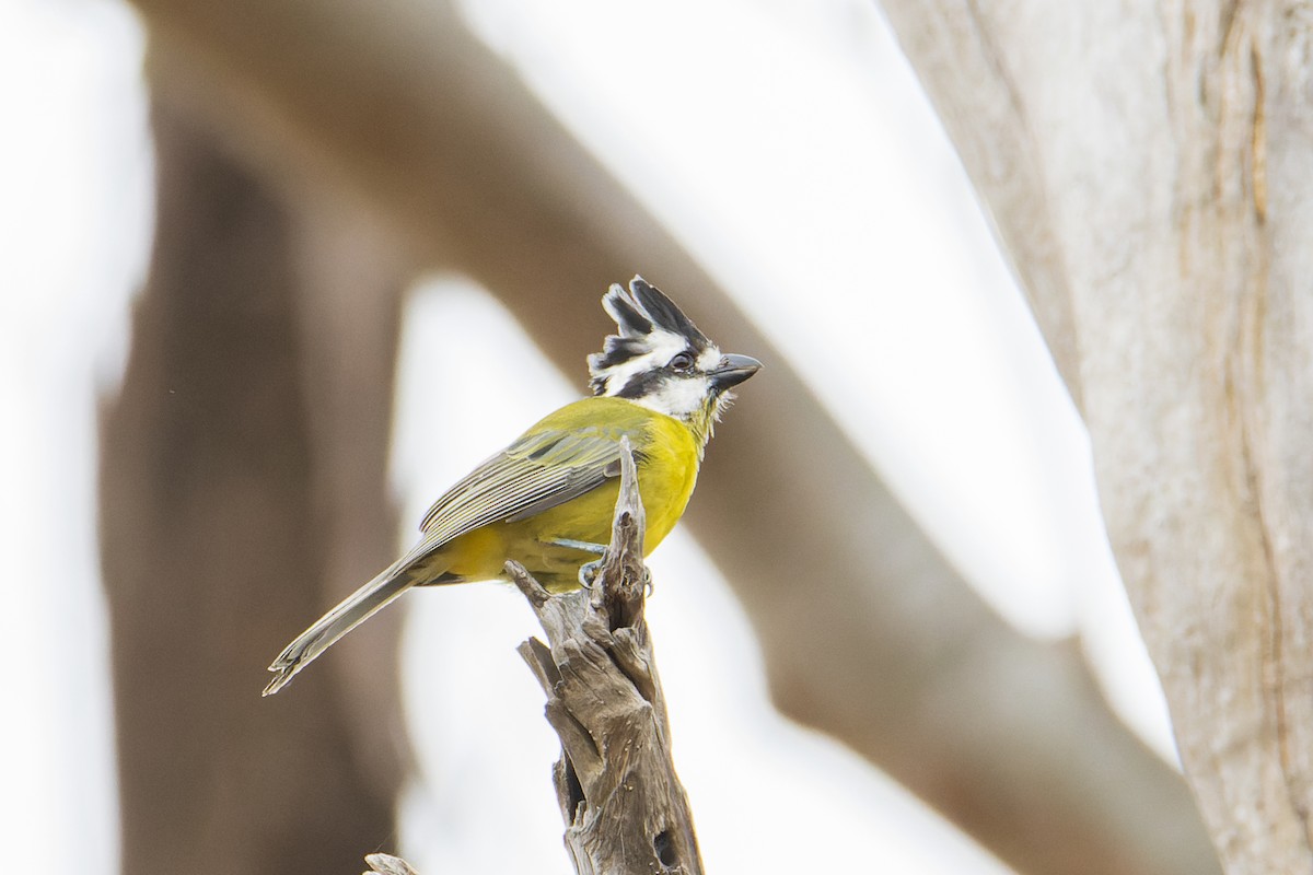 Eastern Shrike-tit - ML403907161