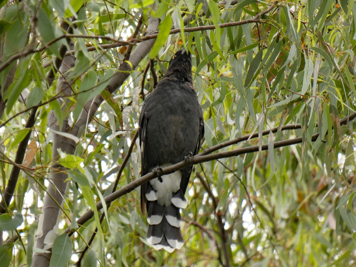 Pied Currawong - ML403907411