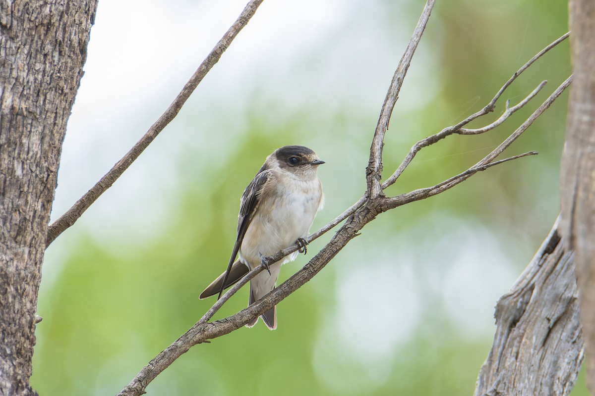 Tree Martin - ML403908031