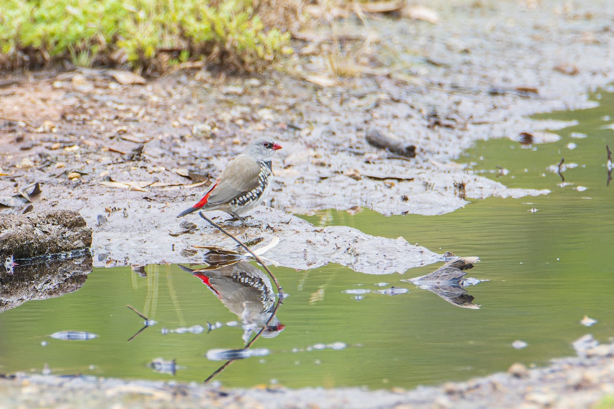 Diamond Firetail - ML403908111
