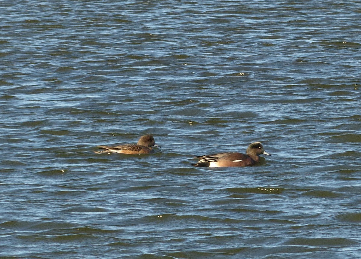 American Wigeon - ML403908291