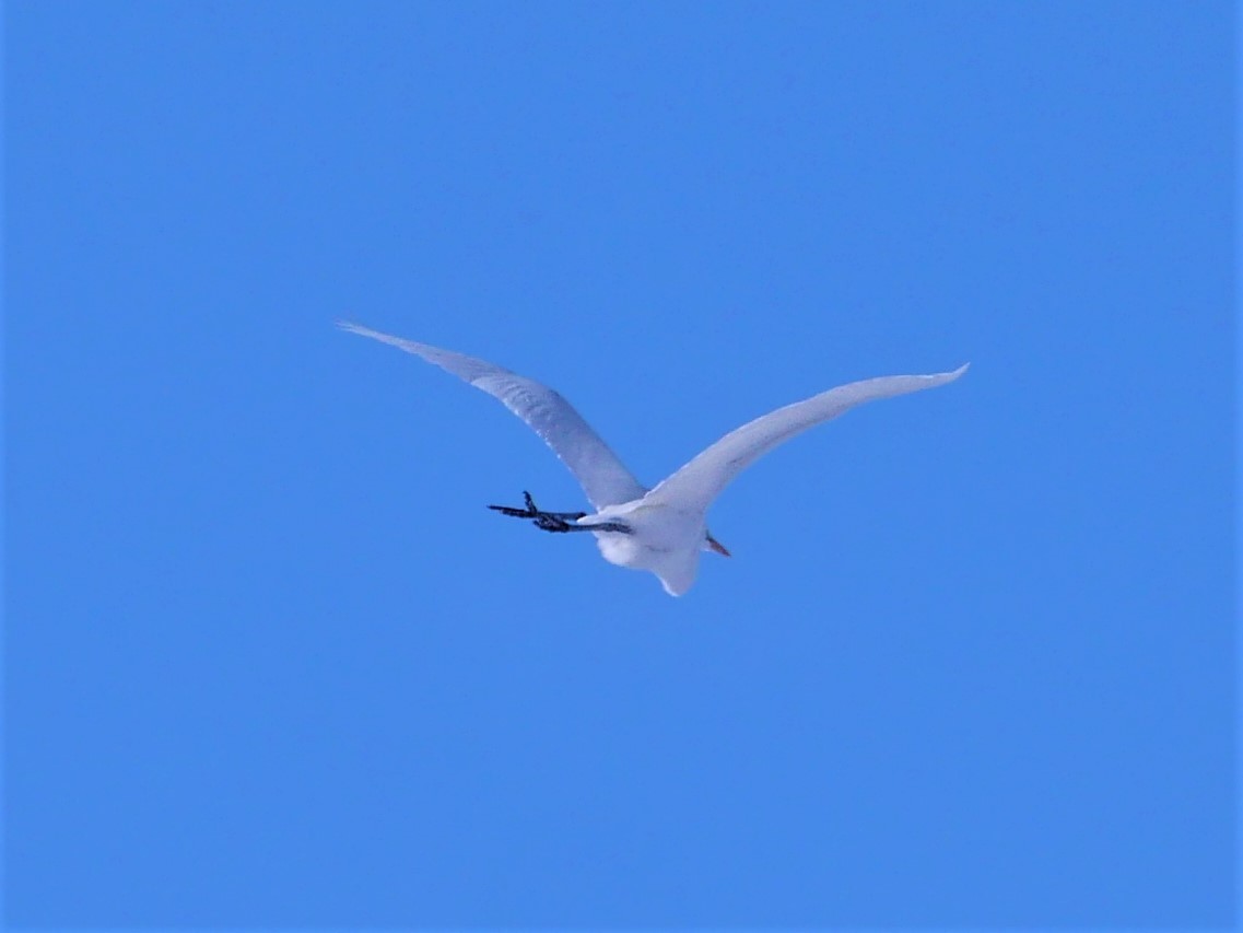 Great Egret - ML403910001