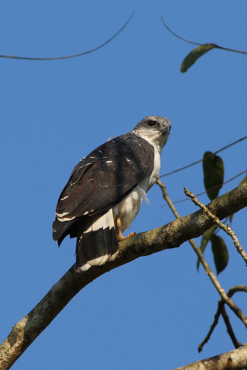 Gray-backed Hawk - Diane Morton