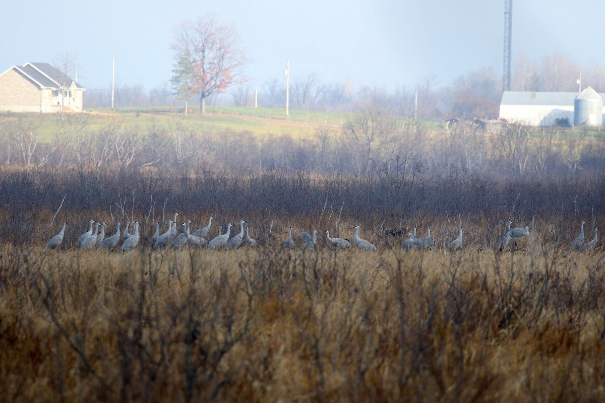 Sandhill Crane - David Bird