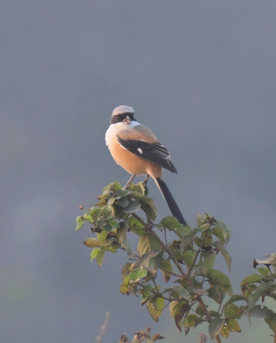 Long-tailed Shrike - ML403911601