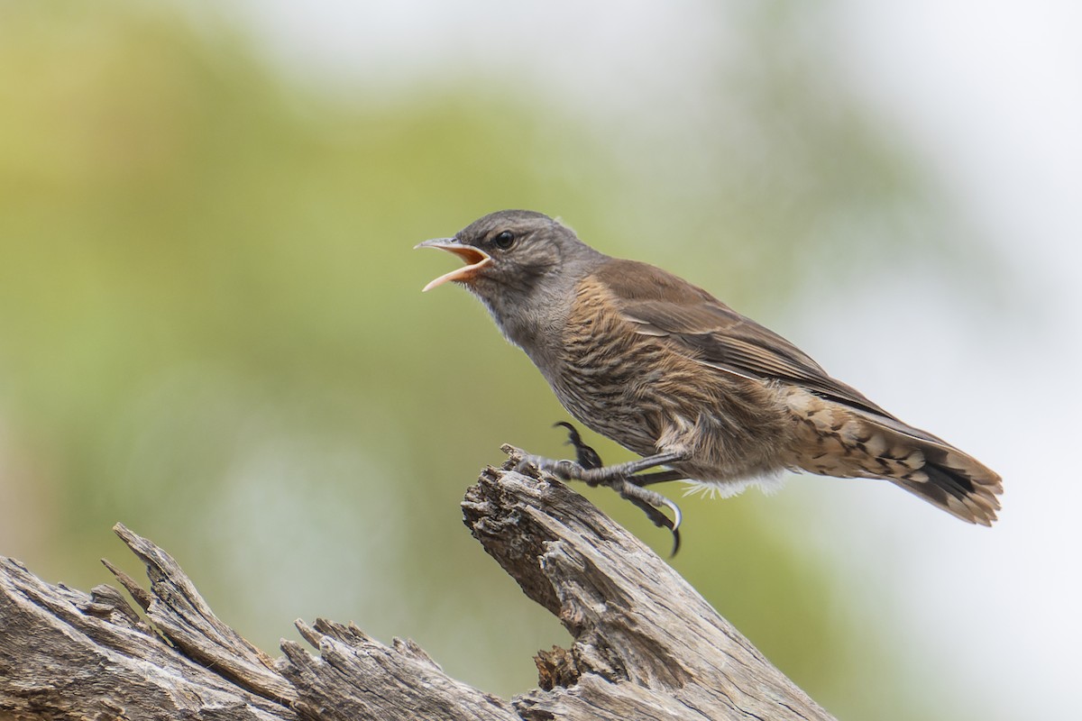 Brown Treecreeper - ML403911621