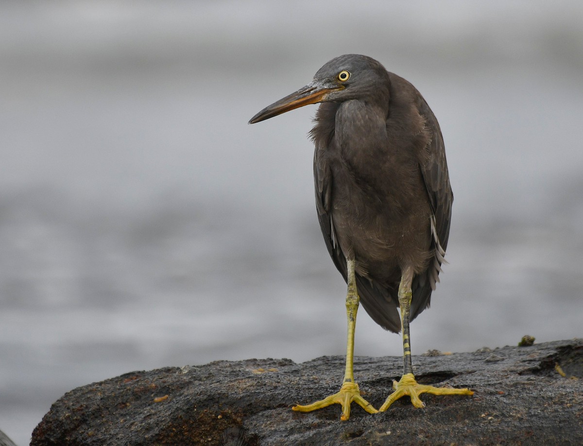 Pacific Reef-Heron - Michael Daley