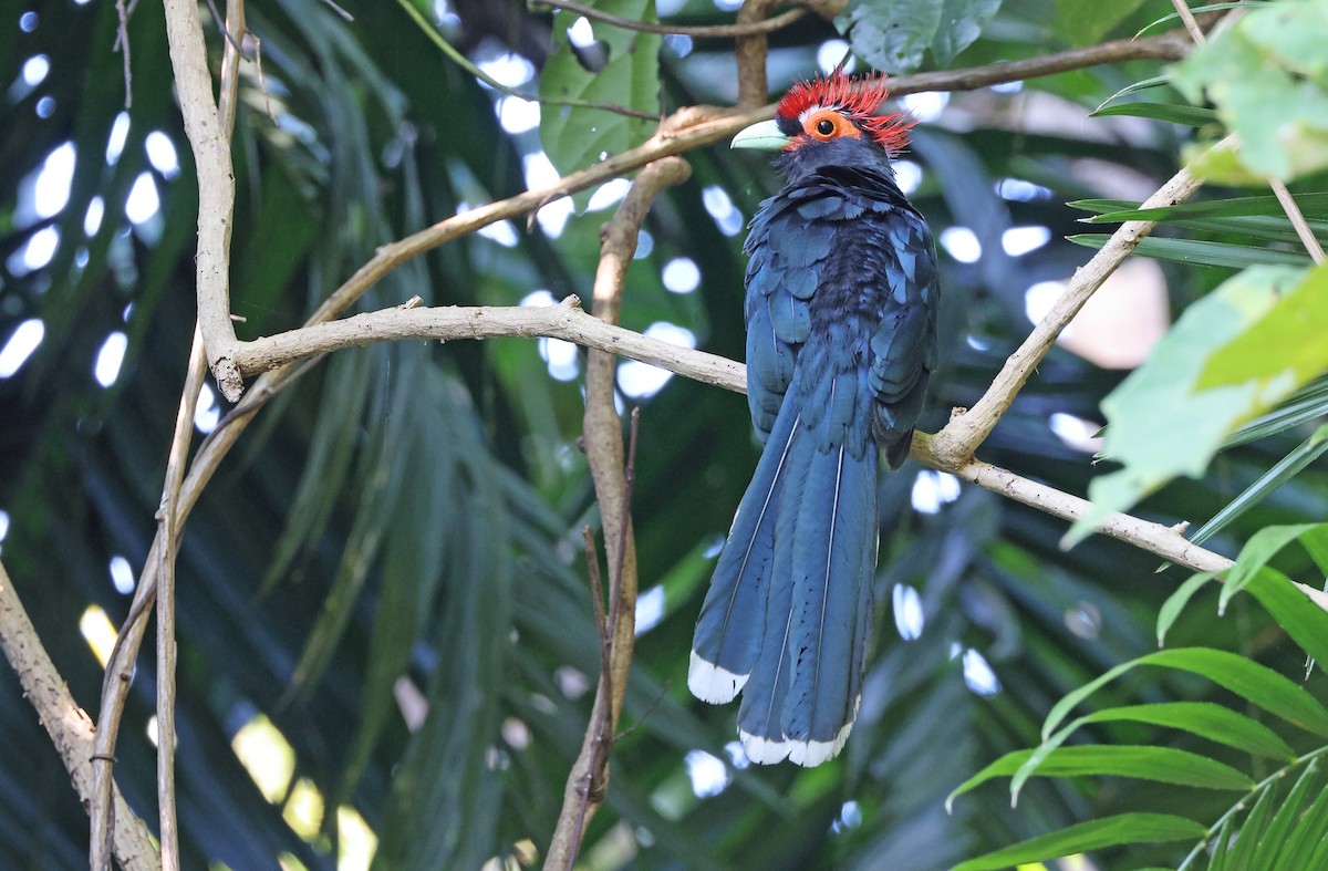 Red-crested Malkoha - ML403913851