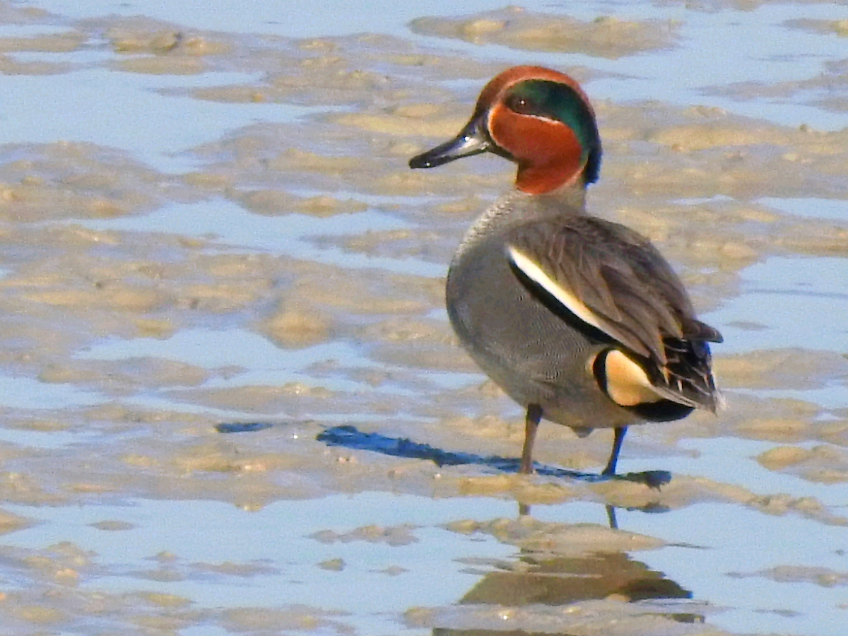 Green-winged Teal - ML403914461