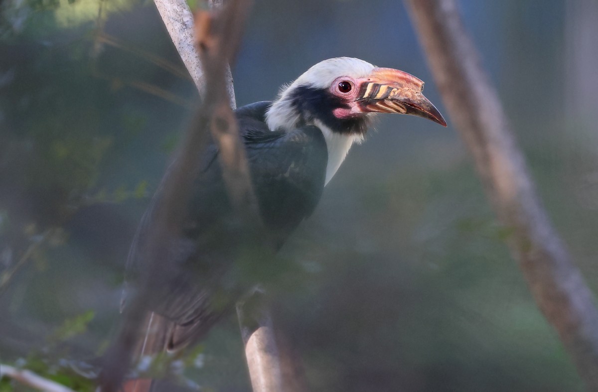 Luzon Hornbill - Robert Hutchinson