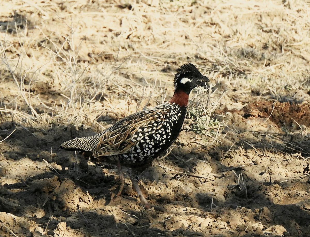 Black Francolin - ML403914521