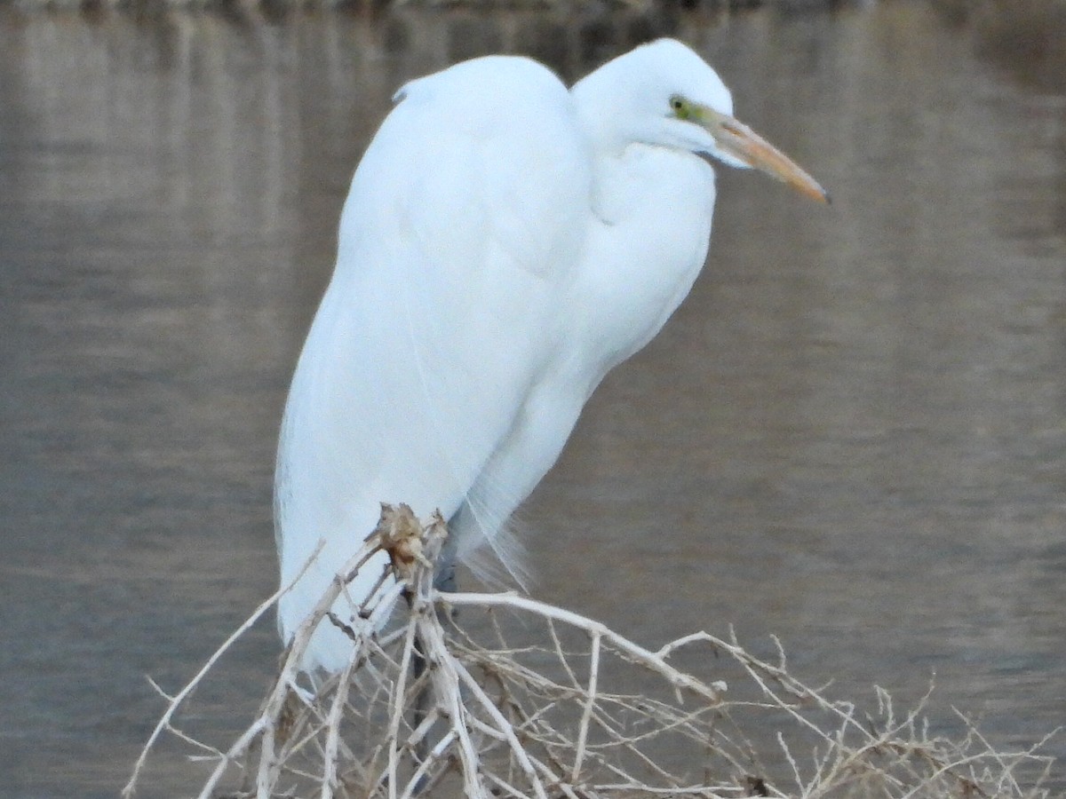 Great Egret - ML403914631