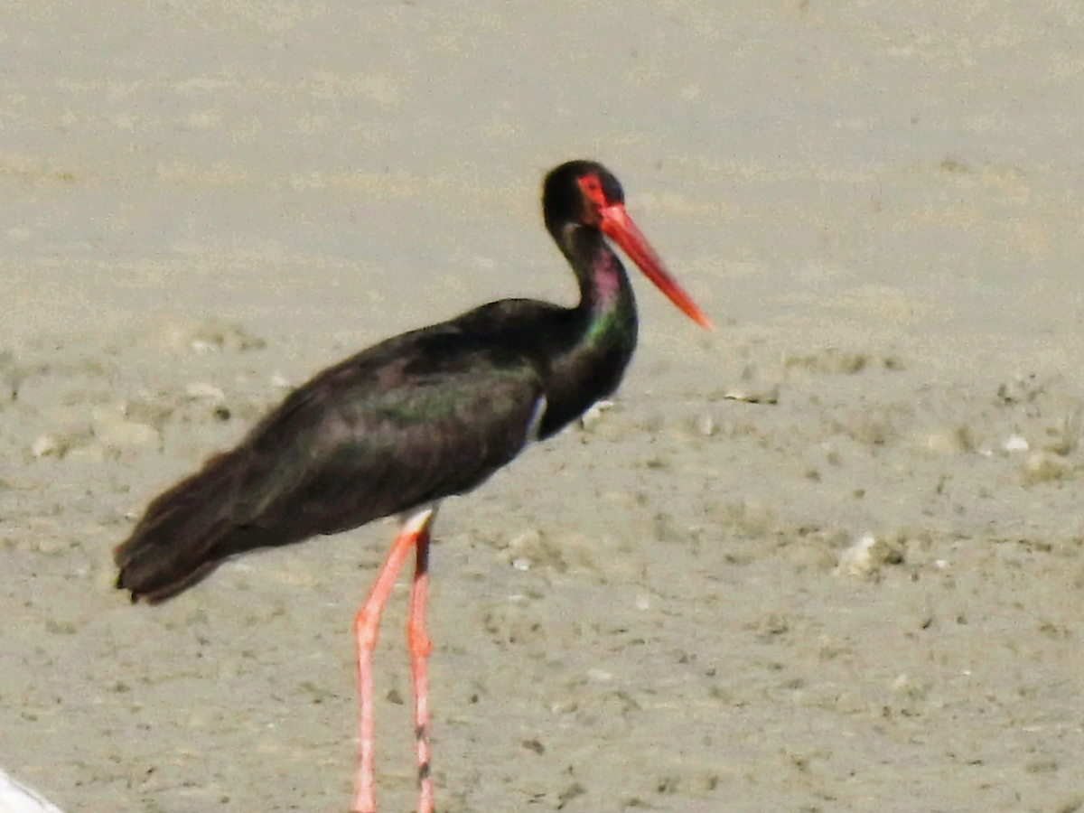 svartstork - ML403915811