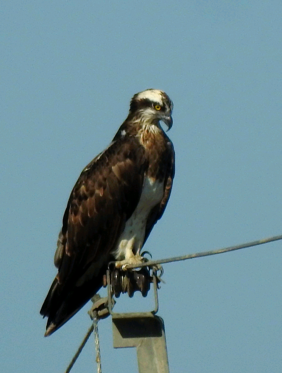 Águila Pescadora - ML403915921