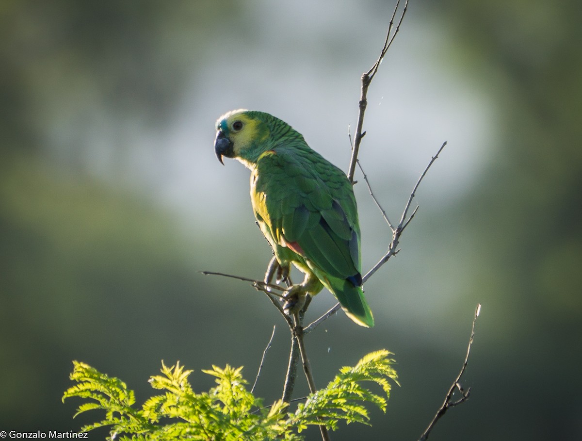 Turquoise-fronted Parrot - ML403918521
