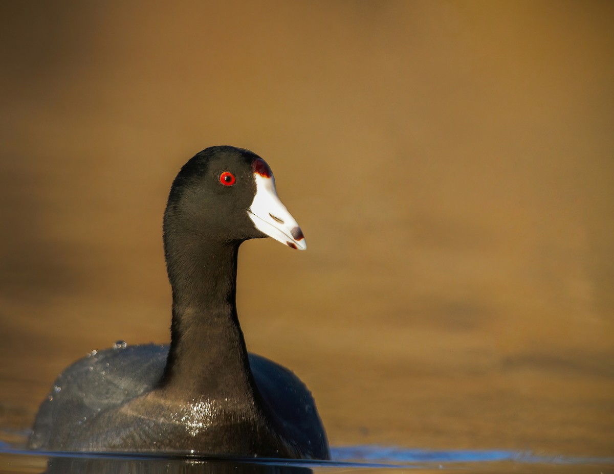 American Coot - Cooper Daniels