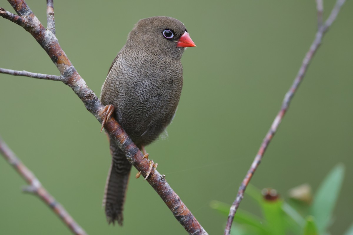 Beautiful Firetail - ML403919701