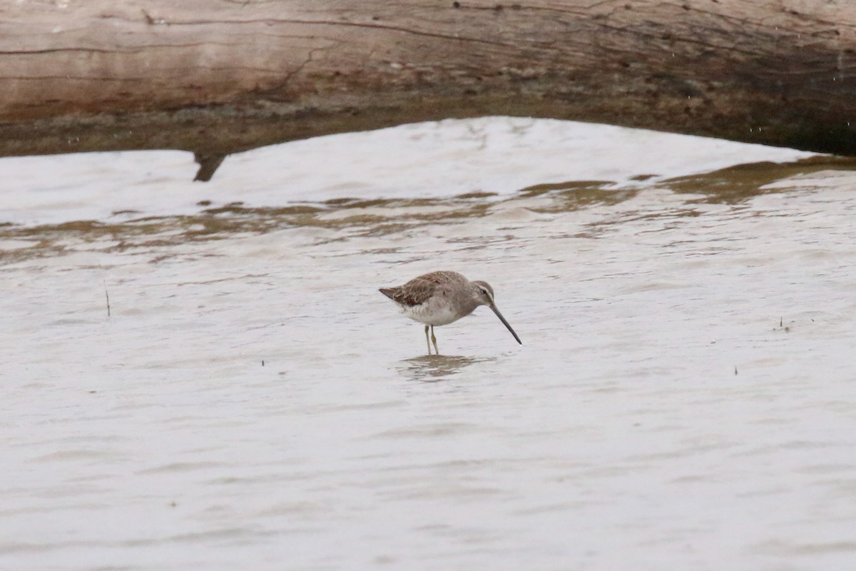 Long-billed Dowitcher - ML403921381