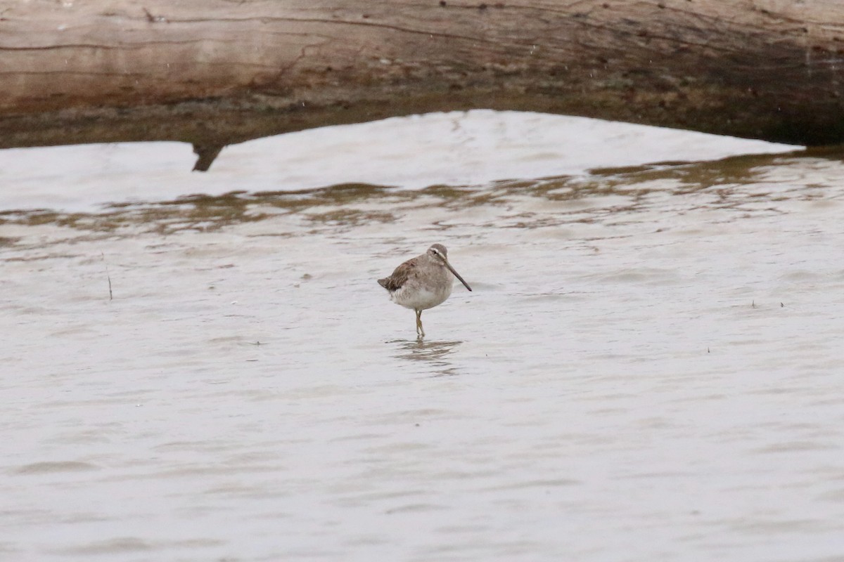 Long-billed Dowitcher - ML403921391