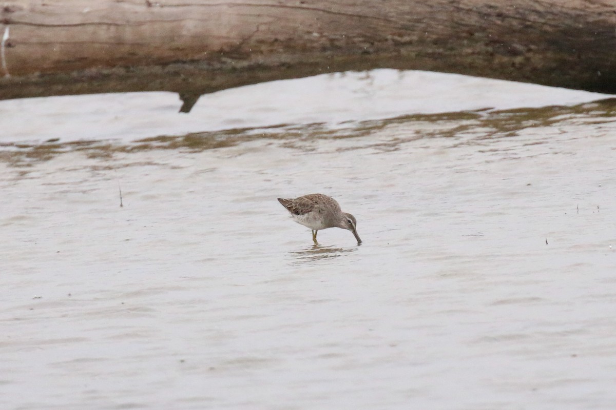 Long-billed Dowitcher - ML403921401