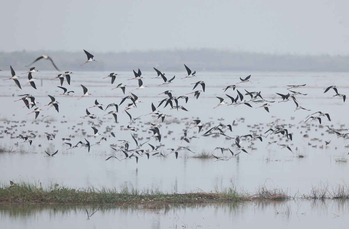 Black-winged Stilt - ML403921821