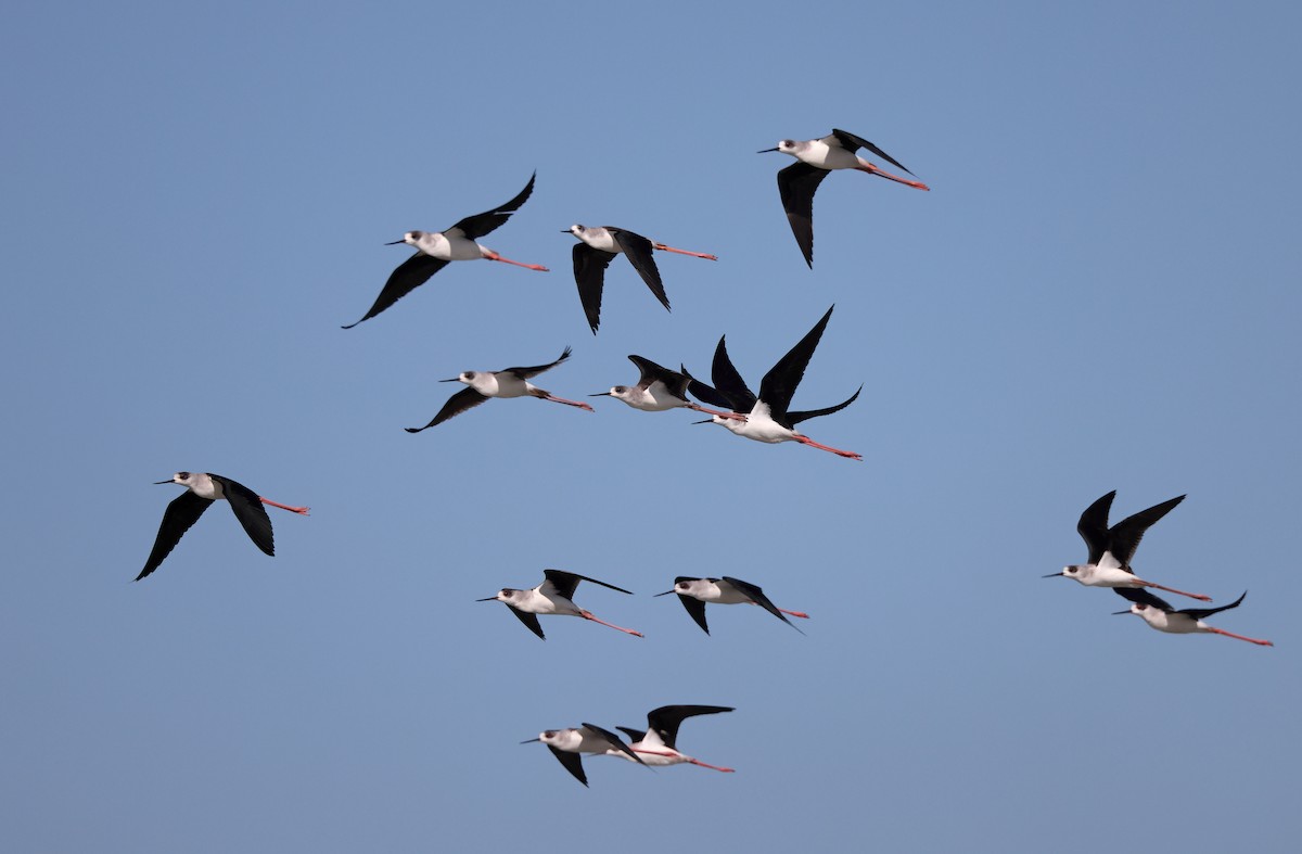 Black-winged Stilt - ML403921971