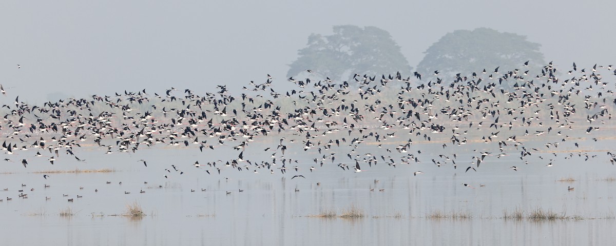 Black-winged Stilt - ML403922211