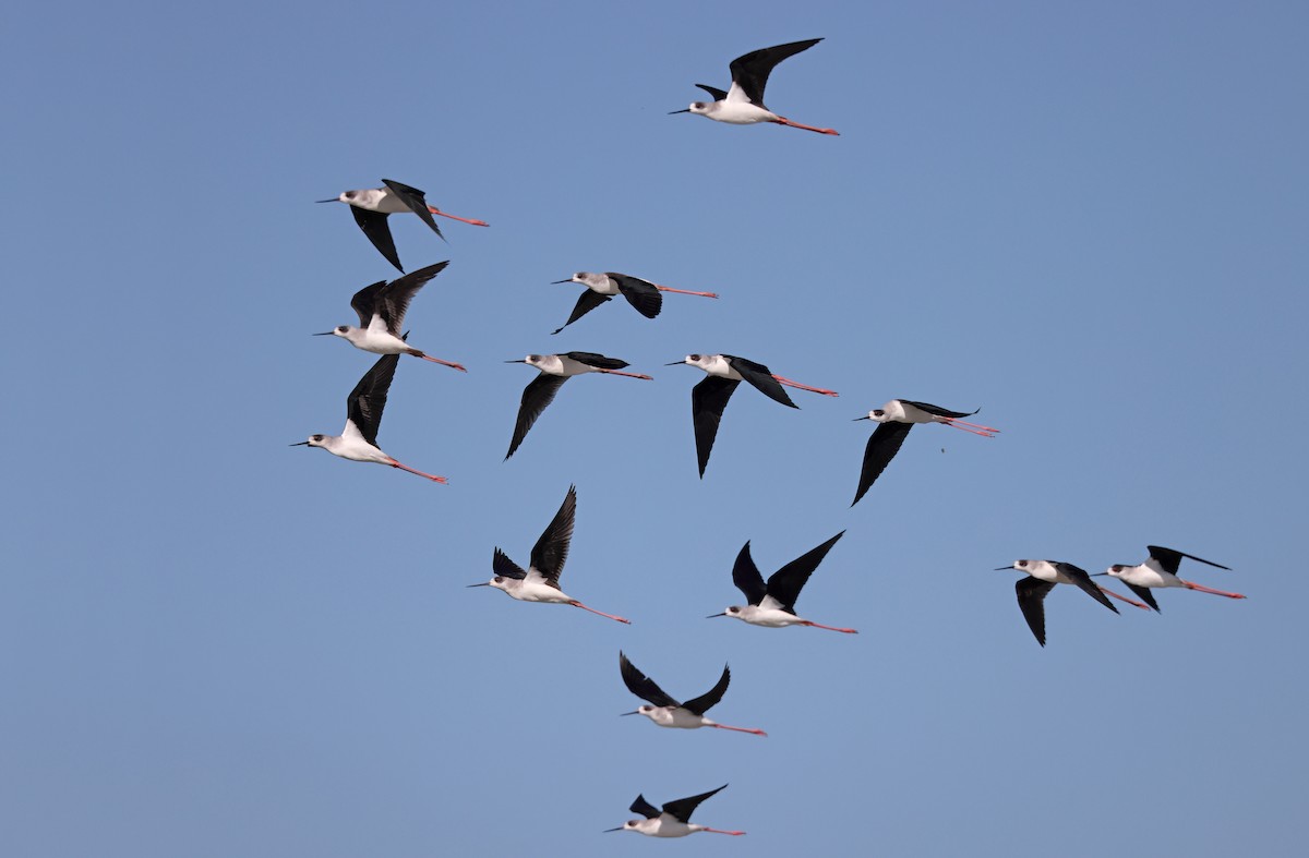 Black-winged Stilt - ML403922361