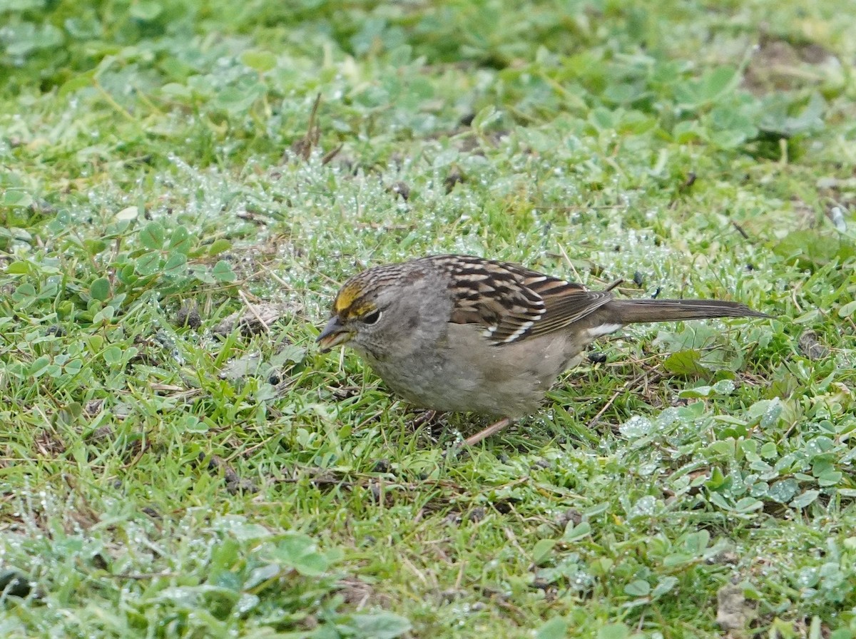 Golden-crowned Sparrow - ML403922371