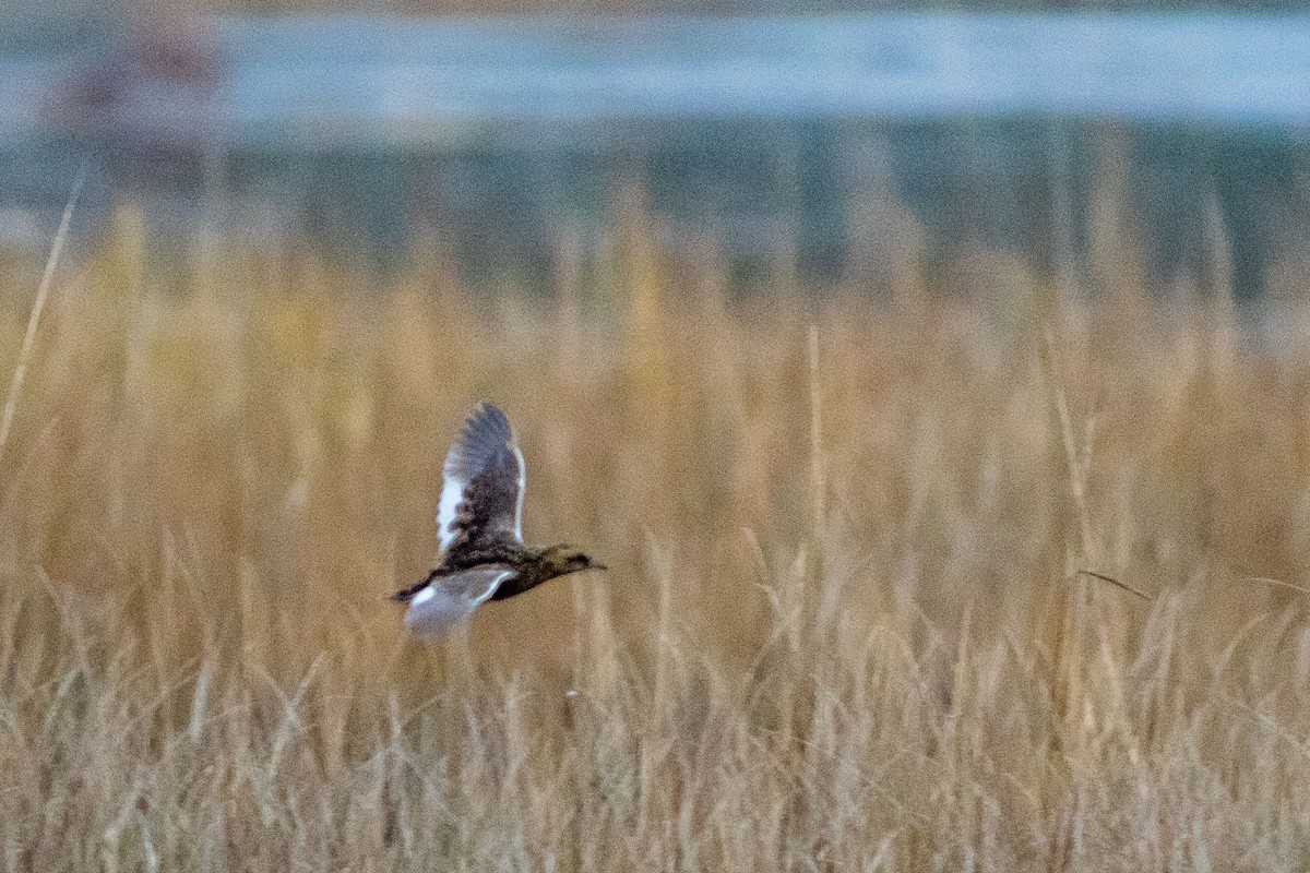 Yellow Rail - ML40392431