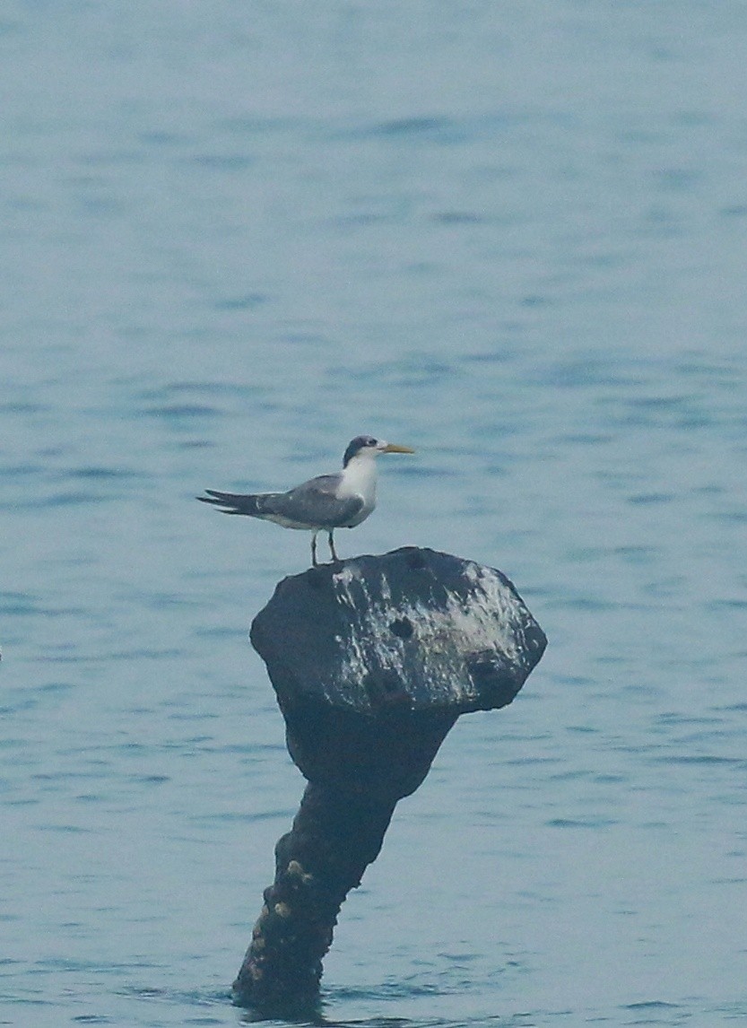 Great Crested Tern - ML403925471