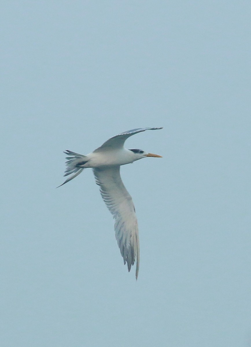 Great Crested Tern - ML403925481