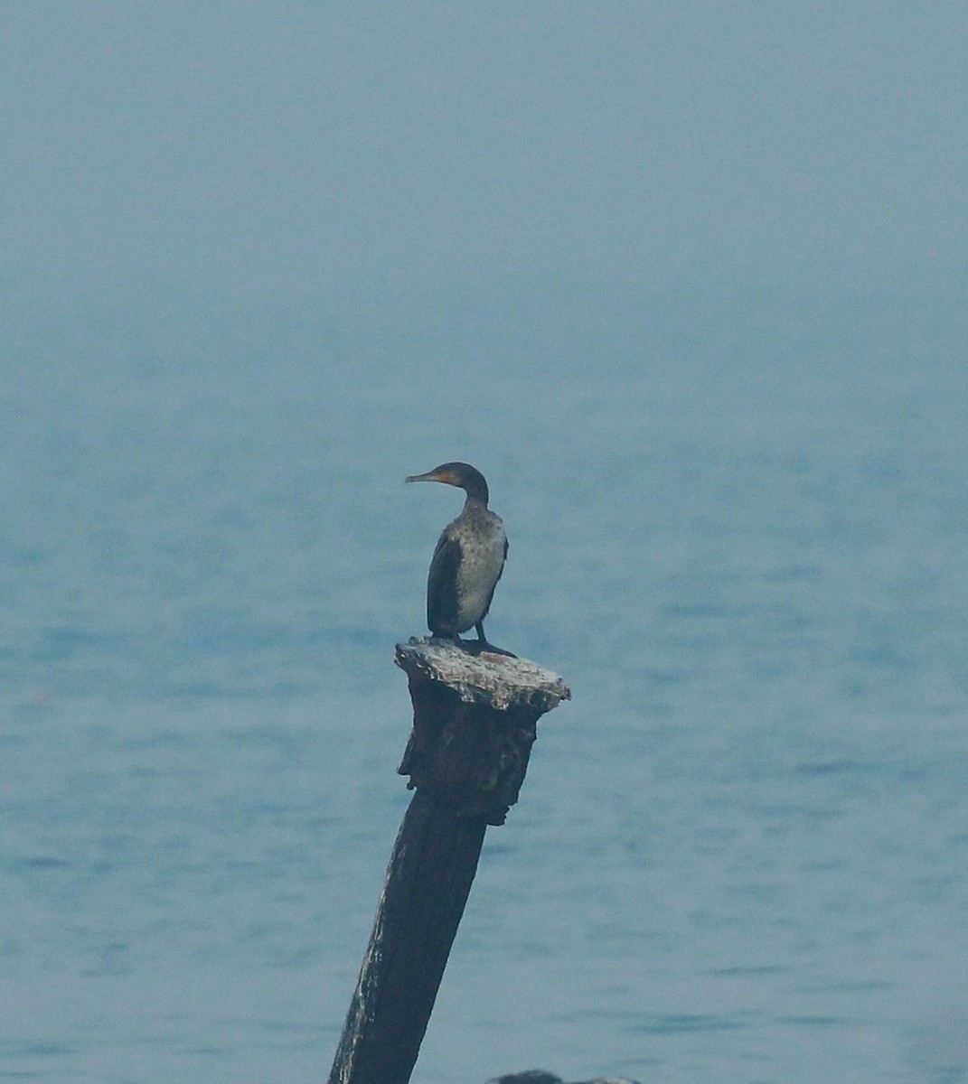 Great Cormorant - ML403925491