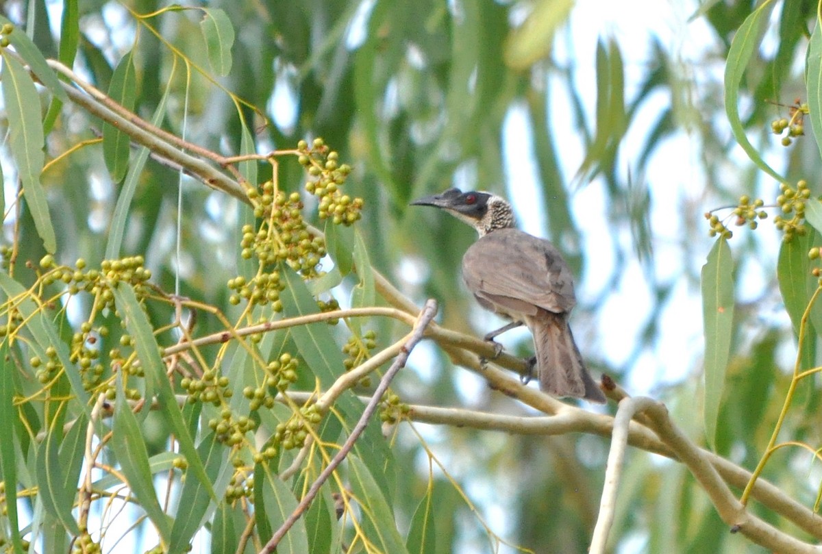 Silver-crowned Friarbird - ML40392551