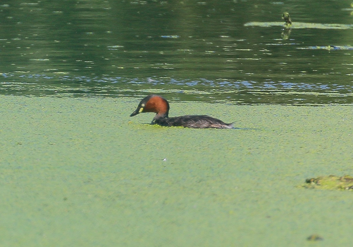 Little Grebe - ML403925511