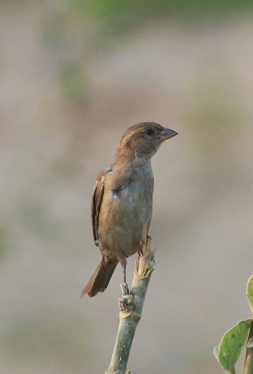 House Sparrow - ML403925631