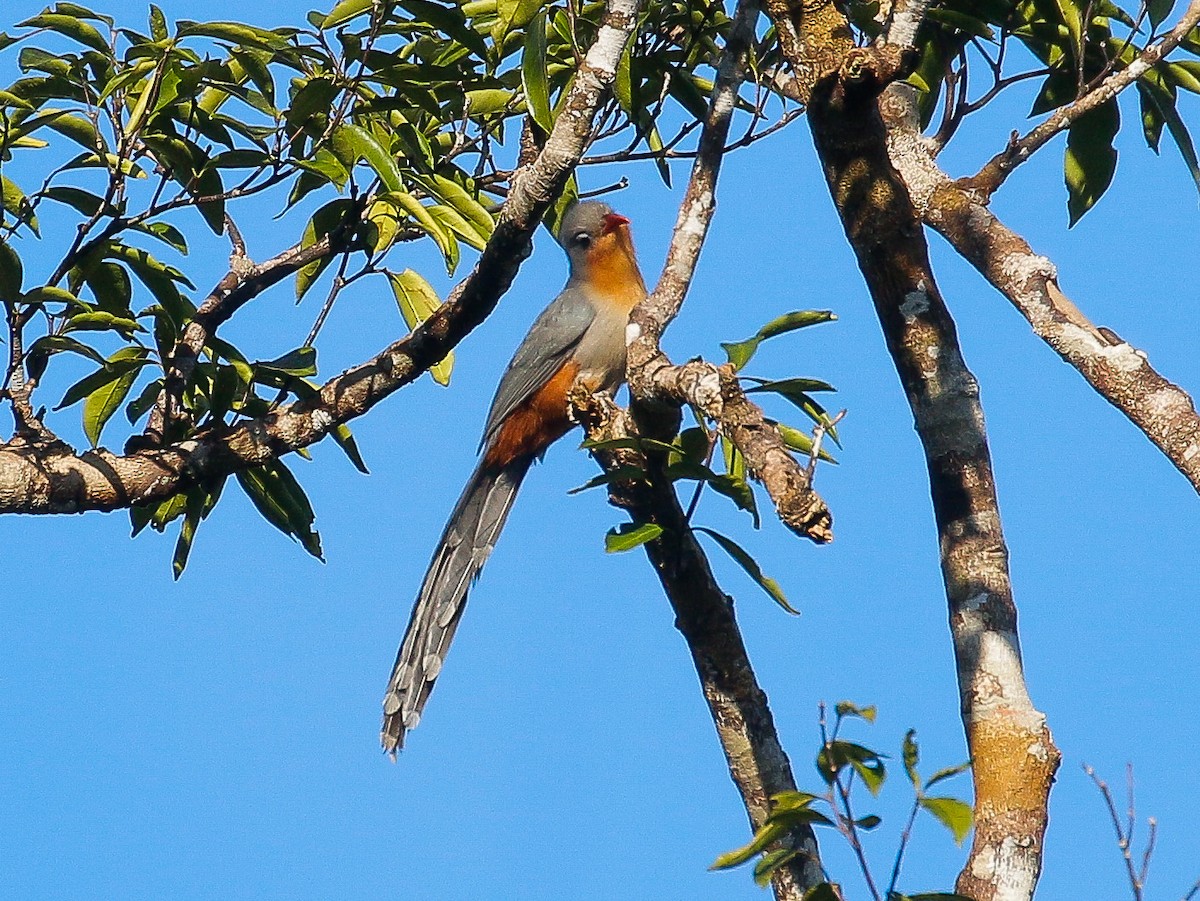 Red-billed Malkoha - ML403926031