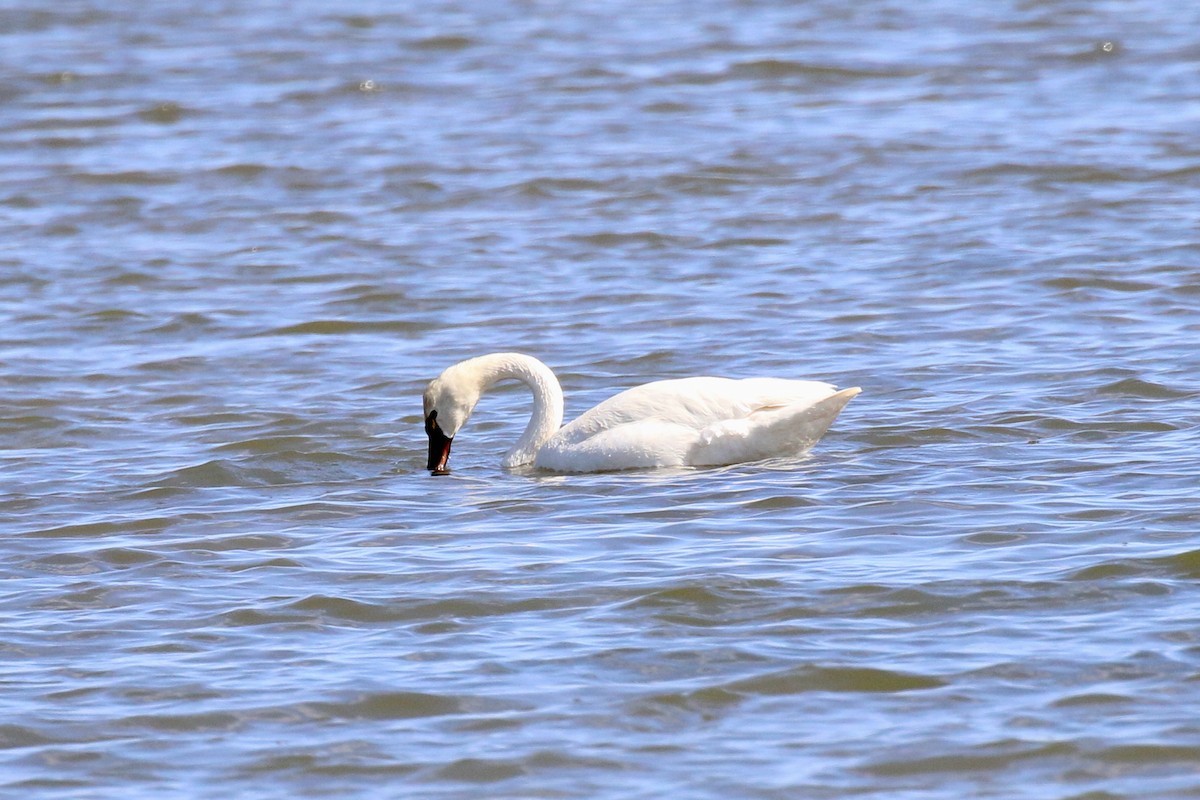 Cygne siffleur - ML403927811