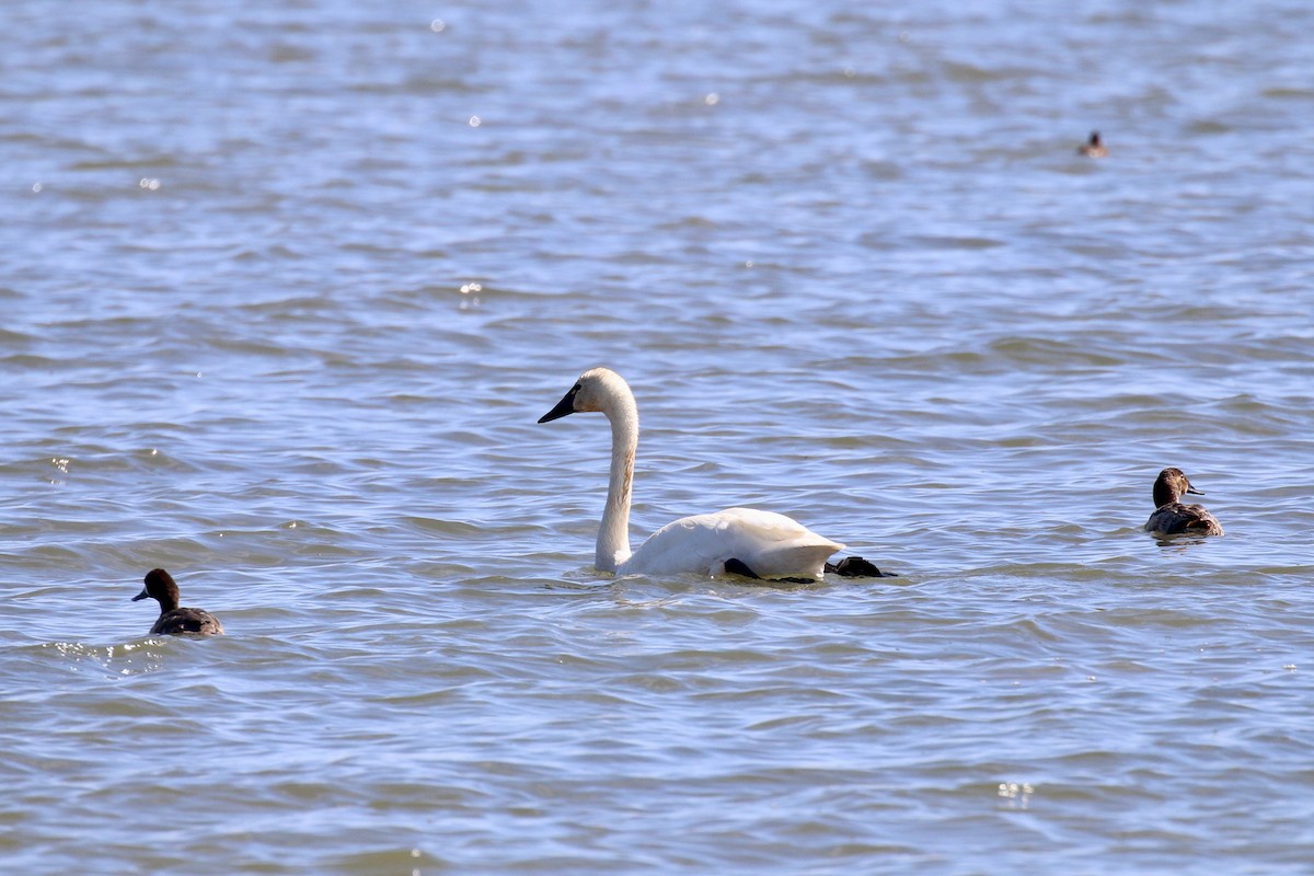 Cygne siffleur - ML403927841