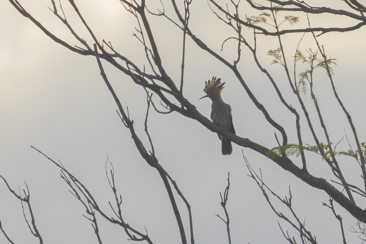 Eurasian Hoopoe (African) - ML403927851