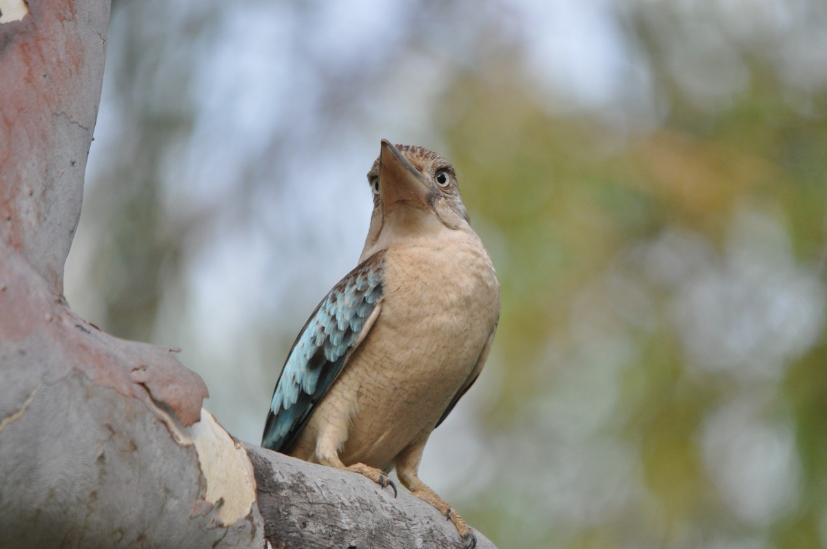 Blue-winged Kookaburra - ML40392801