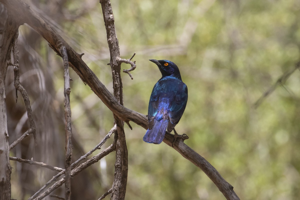 Cape Starling - ML403928701