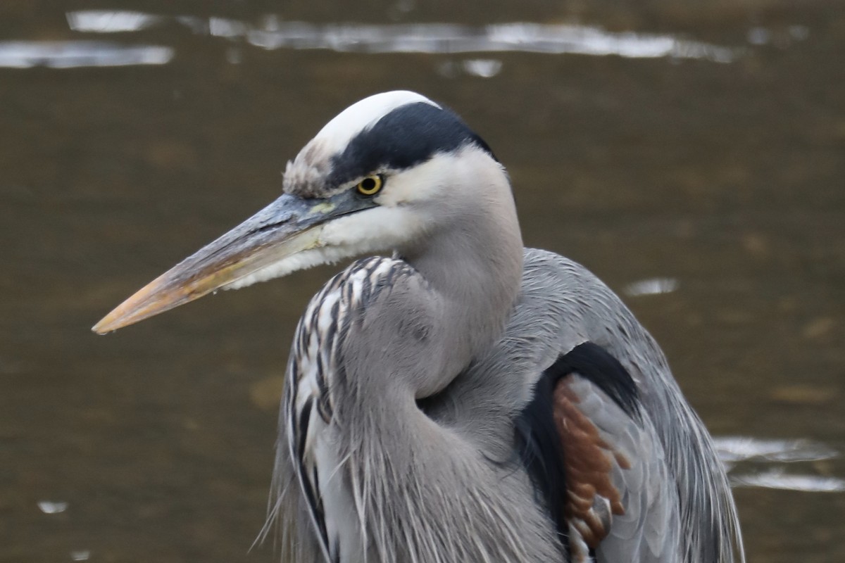 Great Blue Heron - Ann Stockert