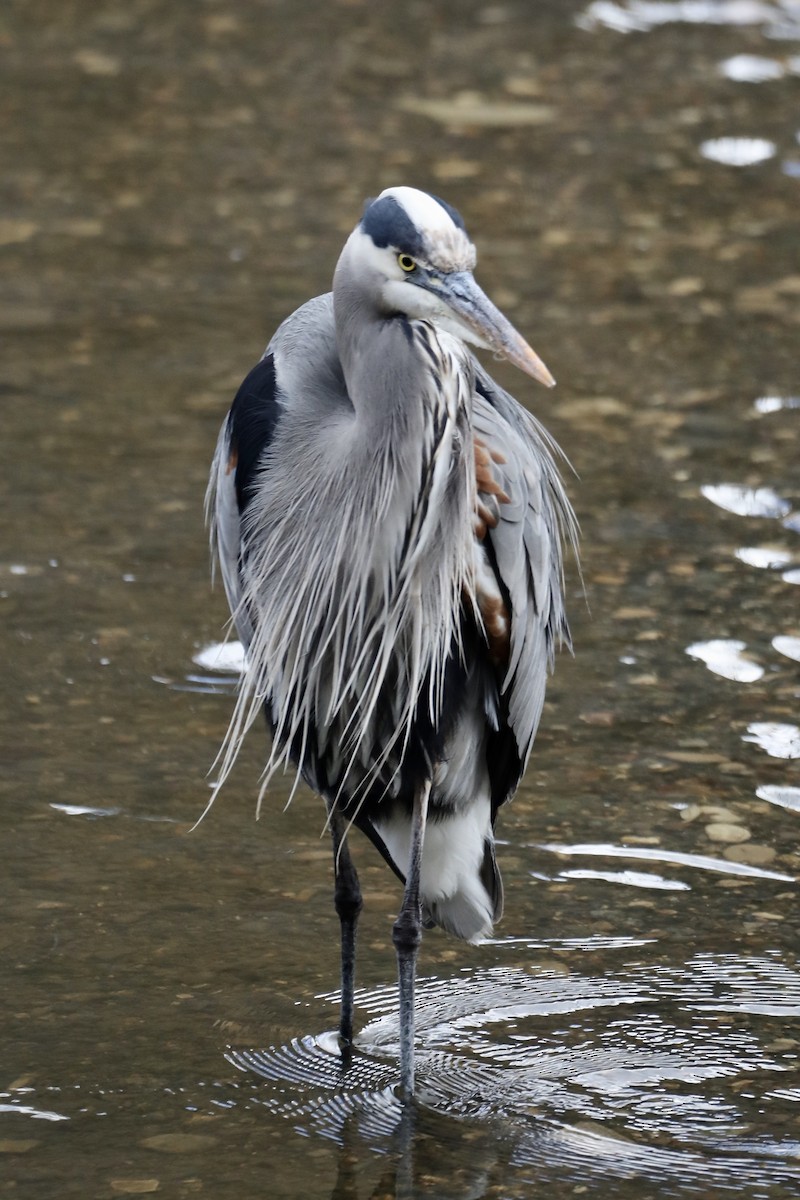 Great Blue Heron - Ann Stockert