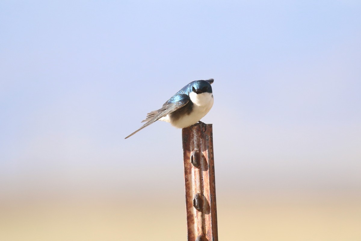 Tree Swallow - ML403930421