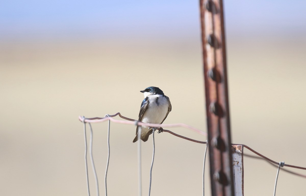 Golondrina Bicolor - ML403930471